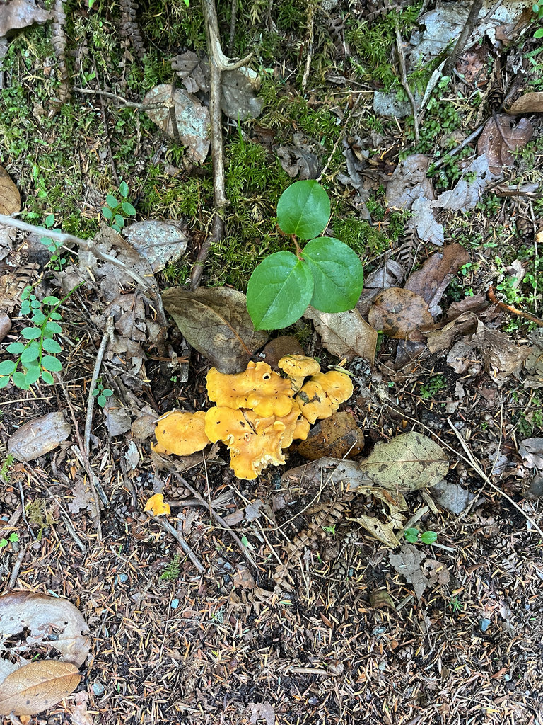 Pacific Golden Chanterelle