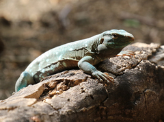 Cnemidophorus murinus
