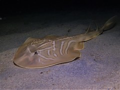 Banjo Shark photo 2