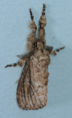 Dasychira atrivenosa