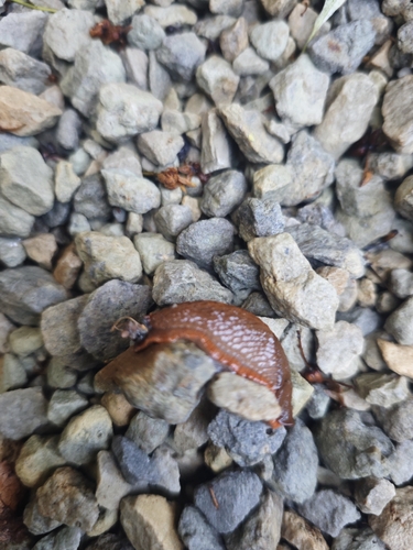 Spanish Slug