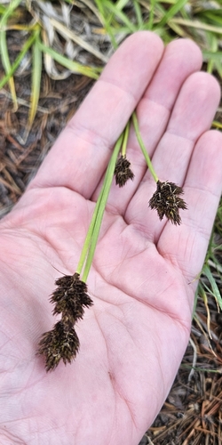 Carex ebenea, photograph 5