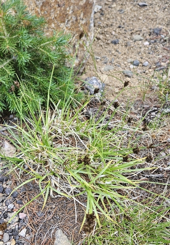 Carex ebenea, photograph 6