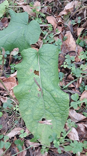 lesser burdock