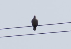 Streptopelia decaocto