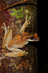 Osteocephalus planiceps
