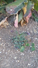 Anchusa arvensis orientalis