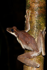 Osteocephalus planiceps
