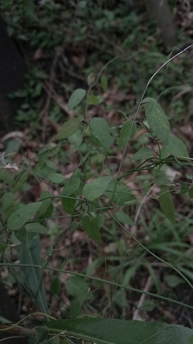 Orthosia virgata