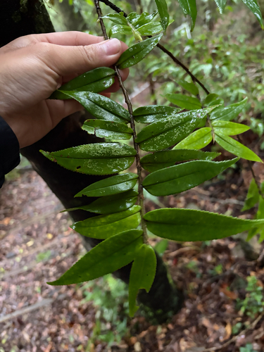 Eurya strigillosa observed 2026-07-18