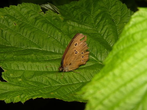 Ringlet