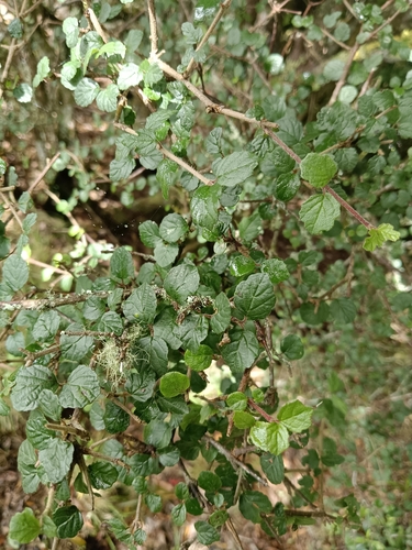 Viburnum parvifolium observed 2026-07-19