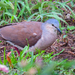 Gray-headed Dove - Photo (c) Jei Pov, some rights reserved (CC BY-NC-SA)
