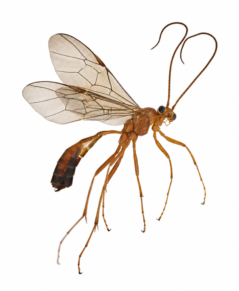 Ophion longigena