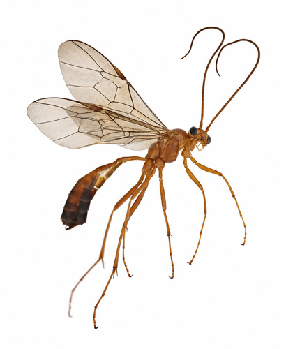 Ophion longigena