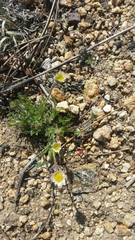 Erigeron compositus