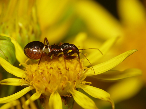 Ant Damselbug