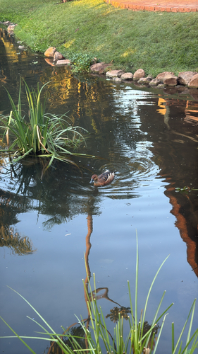 iNaturalist image