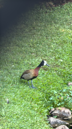 iNaturalist image