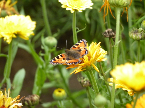 Small Tortoiseshell