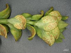 Uromyces pisi-sativi