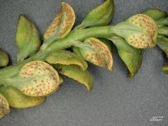 Uromyces pisi-sativi