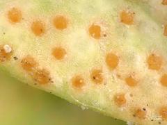 Uromyces pisi-sativi