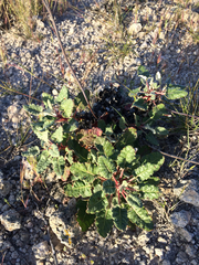 Eriogonum grande