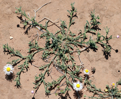 Aphanostephus ramosissimus