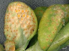 Uromyces pisi-sativi