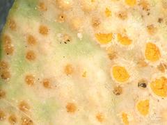 Uromyces pisi-sativi