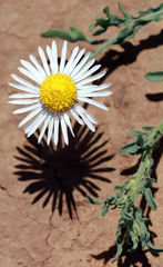 Aphanostephus ramosissimus