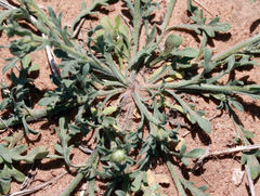 Aphanostephus ramosissimus