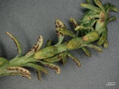 Uromyces scutellatus