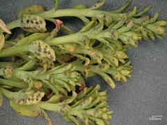 Uromyces scutellatus