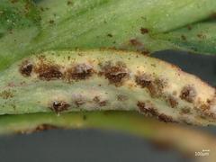 Uromyces scutellatus