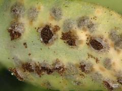 Uromyces scutellatus