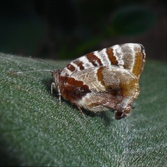 Arawacus ellida