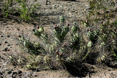 Tephrocactus aoracanthus