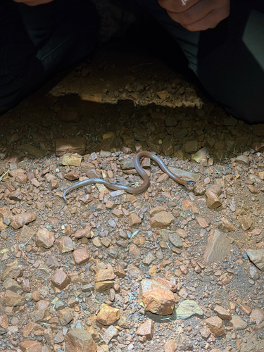 Pilbara Hooded Snake, Suta gaikhorstorum