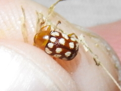 Cryptocephalus guttulatus