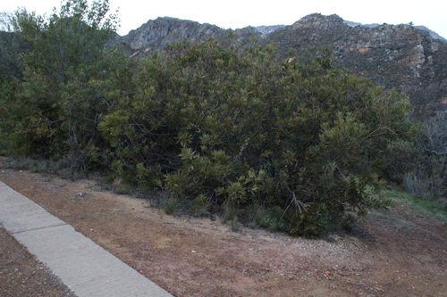 Brabejum stellatifolium, photograph 4