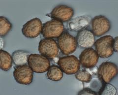 Uromyces scutellatus