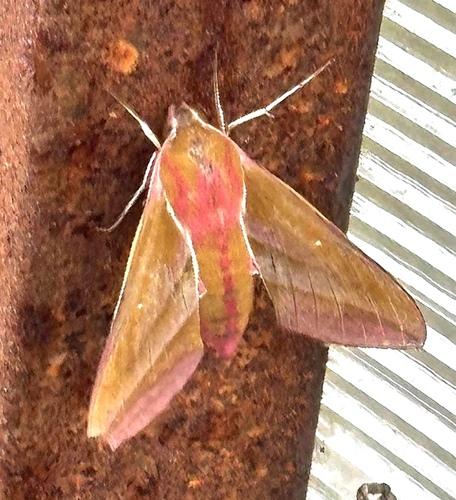 Elephant Hawkmoth
