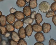 Uromyces scutellatus