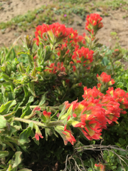 Castilleja affinis affinis
