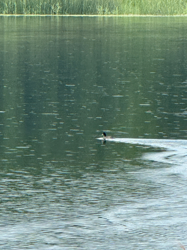 Great Crested Grebe