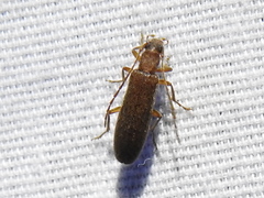 Sparedrus aspersus