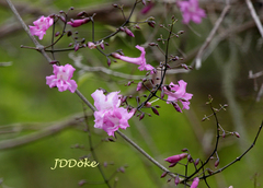 Tanaecium dichotomum