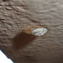 Nusalala tessellata